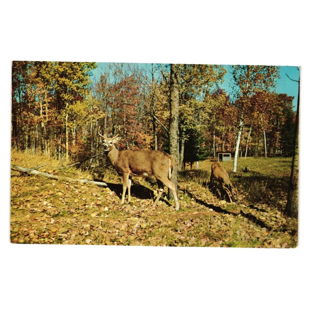 Vintage 1953 Postcard Deer Scene Woods Wildlife L L Cook Kodachrome Wisconsin